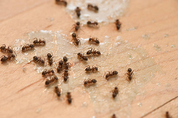 Best Pest Inspection Near Me  in Leadington, MO